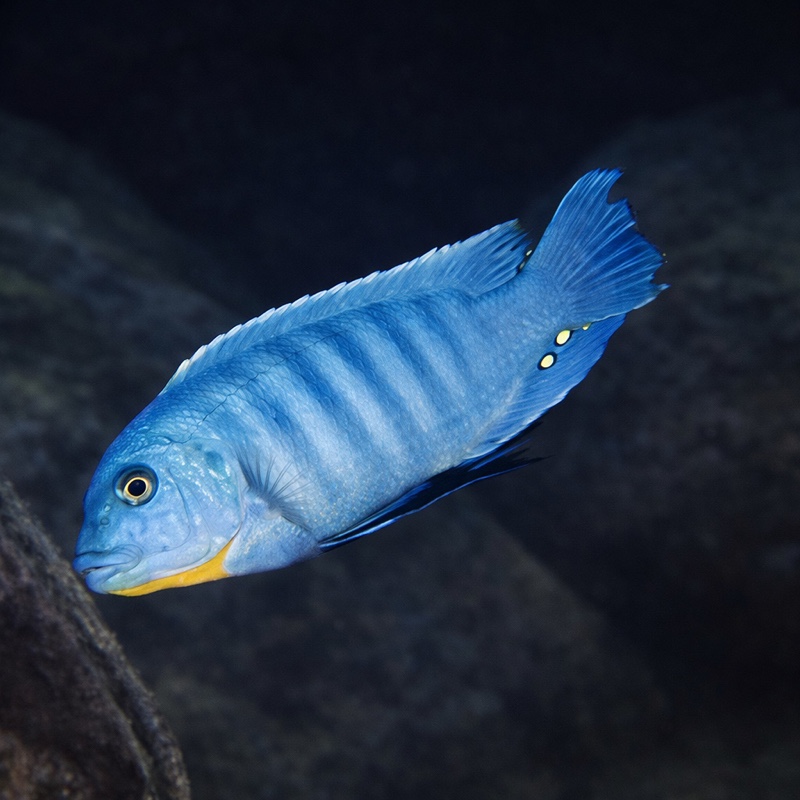 Maylandia fainzilberi 'Mara Rocks'